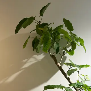 suu_ emiriのマツエク・マツパデザイン