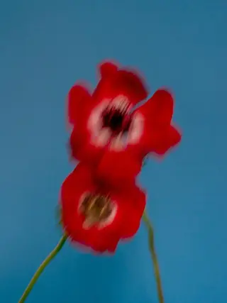 ミディアム カラー パーマ ヘアアレンジ メンズ キッズ デザインカラー 原宿/キシタのヘアスタイル