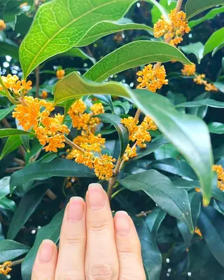 メンズ ネイル ハンドケア&ネイルケア桃の木所属・ケアリスト🍀 マリユキのネイルデザイン