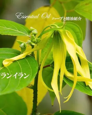 香りの家ローズマリー 🌿アロマリンパのエステ・リラクイメージ