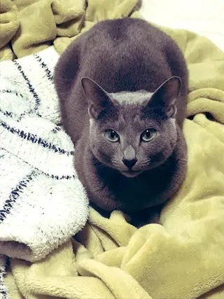 ショート カラー パーマ ヘアアレンジ メンズ キッズ ネイル マツエク・マツパ アイブロウ アニメ,Vオタク× 即効痩せエステサロンのエステ・リラクイメージ