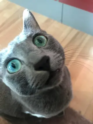 ショート カラー パーマ ヘアアレンジ メンズ キッズ ネイル マツエク・マツパ アニメ,Vオタク× 即効痩せエステサロンのエステ・リラクイメージ