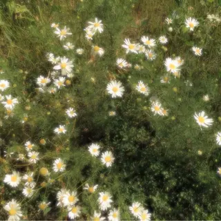 オト/レイヤー/ Wカラーのヘアスタイル