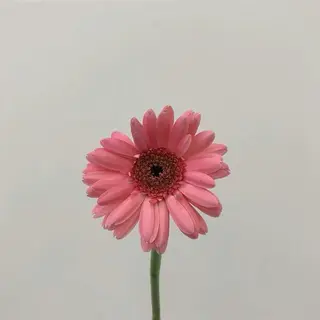 Lash&brow PORTE269 瓜破店所属・田川 きららのマツエク・マツパデザイン