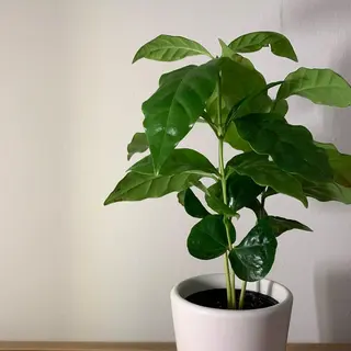 全身脱毛&ブラジリアンワックスサロン rudi 【ルディ】阿波座店所属・【脱毛/眉毛専門店】 rudi　阿波座店の眉毛・アイブロウイメージ