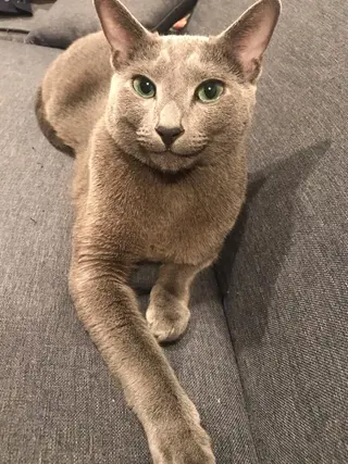 ショート カラー パーマ ヘアアレンジ メンズ キッズ ネイル マツエク・マツパ アニメ,Vオタク× 即効痩せエステサロンのエステ・リラクイメージ