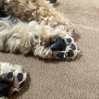 TIDEHAIR SHIHOのヘアスタイル