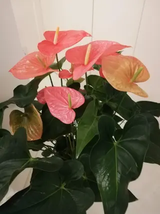 整体エステ　NEW ME所属・深層リンパオイル/小 顔とドライヘッドスパのエステ・リラクイメージ