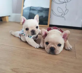 ショート ◆感動口コミ/最小顔 理論カット◆森口 峻のヘアスタイル