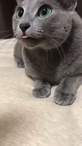 ショート カラー パーマ ヘアアレンジ メンズ キッズ ネイル マツエク・マツパ アニメ,Vオタク× 即効痩せエステサロンのエステ・リラクイメージ