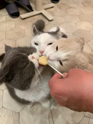 ショート 飯塚 朋代のその他イメージ