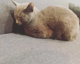 ショート カラー パーマ ヘアアレンジ メンズ キッズ ネイル マツエク・マツパ アニメ,Vオタク× 即効痩せエステサロンのエステ・リラクイメージ