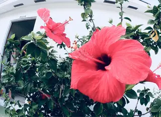 マツエク・マツパ SESUNNY セサ二ー SAYAのマツエク・マツパデザイン