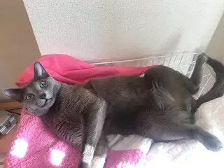 ショート カラー パーマ ヘアアレンジ メンズ キッズ ネイル マツエク・マツパ アニメ,Vオタク× 即効痩せエステサロンのエステ・リラクイメージ