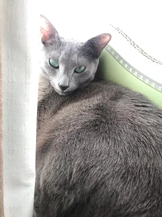 ショート カラー パーマ ヘアアレンジ メンズ キッズ ネイル マツエク・マツパ アイブロウ アニメ,Vオタク× 即効痩せエステサロンのエステ・リラクイメージ