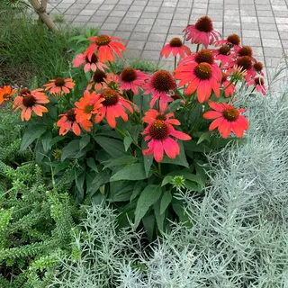 ショート カラー pu+on. nailworks所属・fuyumi / ニュアンスネイルのネイルデザイン