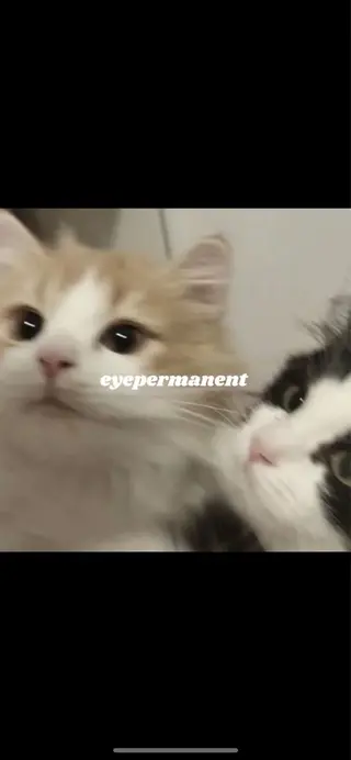 マツエク・マツパ mona 🎀韓国まつパ/眉毛のマツエク・マツパデザイン