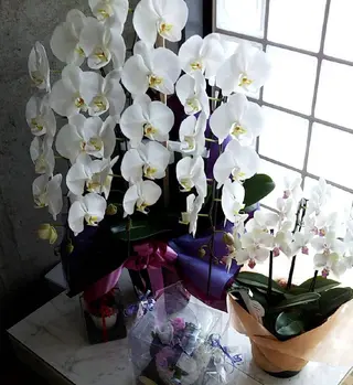 マツエク・マツパ LOKA-HULU  ロカフルのマツエク・マツパデザイン