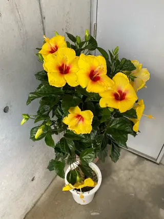 Mandarin Orange所属・毛穴から始める肌メン テマンダリンオレンジのエステ・リラクイメージ