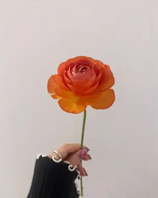 🌻花屋併設🌻濱 幸帆のヘアスタイル