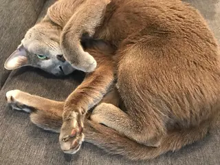 ショート カラー パーマ ヘアアレンジ メンズ キッズ ネイル マツエク・マツパ アニメ,Vオタク× 即効痩せエステサロンのエステ・リラクイメージ