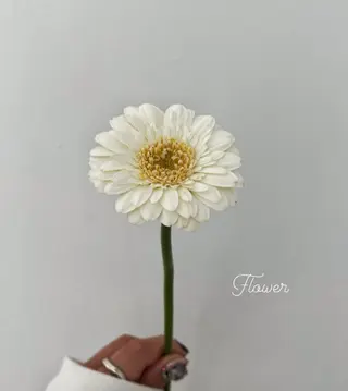 🌻花屋併設🌻濱 幸帆のヘアスタイル