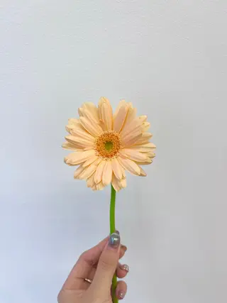 カラー 暖色カラー/ ヘアセット🌛櫻井舞のヘアスタイル