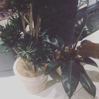 【西八王子】Siq  ●FM●オーナーのヘアスタイル