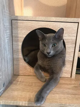 ショート カラー パーマ ヘアアレンジ メンズ キッズ ネイル マツエク・マツパ アニメ,Vオタク× 即効痩せエステサロンのエステ・リラクイメージ