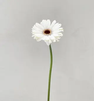 🪻花屋併設🪻秀島 有紀のヘアスタイル