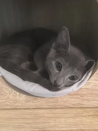 ショート カラー パーマ ヘアアレンジ メンズ キッズ ネイル マツエク・マツパ アニメ,Vオタク× 即効痩せエステサロンのエステ・リラクイメージ