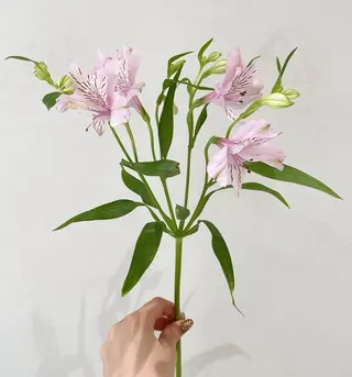 🪻花屋併設🪻秀島 有紀のヘアスタイル