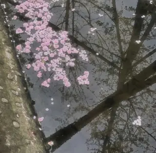 TAKAHASHI 🎀✨韓国風/束感のマツエク・マツパデザイン