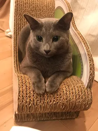 ショート カラー パーマ ヘアアレンジ メンズ キッズ ネイル マツエク・マツパ アニメ,Vオタク× 即効痩せエステサロンのエステ・リラクイメージ