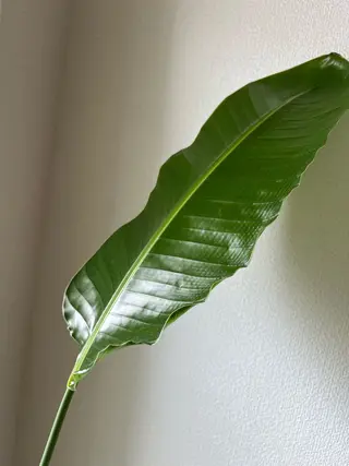 隠れ家エステ chapoのエステ・リラクイメージ