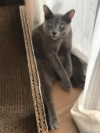 ショート カラー パーマ ヘアアレンジ メンズ キッズ ネイル マツエク・マツパ アイブロウ アニメ,Vオタク× 即効痩せエステサロンのエステ・リラクイメージ