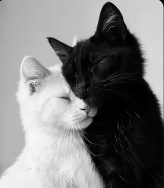 ᴍɪɴᴀ．‪‪ 🐈‍⬛のマツエク・マツパデザイン