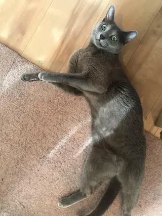 ショート カラー パーマ ヘアアレンジ メンズ キッズ ネイル マツエク・マツパ アニメ,Vオタク× 即効痩せエステサロンのエステ・リラクイメージ