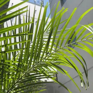 マツエク・マツパ NOA 🏝🌞のマツエク・マツパデザイン