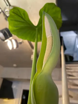 Mandarin Orange所属・毛穴から始める肌メン テマンダリンオレンジのエステ・リラクイメージ