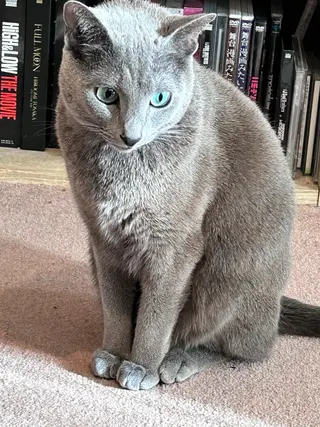 ショート カラー パーマ ヘアアレンジ メンズ キッズ ネイル マツエク・マツパ アイブロウ アニメ,Vオタク× 即効痩せエステサロンのエステ・リラクイメージ