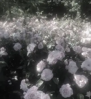 縮毛モデル募集中🫐 Ramu 🥣のヘアスタイル