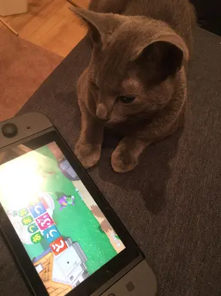 ショート カラー パーマ ヘアアレンジ メンズ キッズ ネイル マツエク・マツパ アニメ,Vオタク× 即効痩せエステサロンのエステ・リラクイメージ