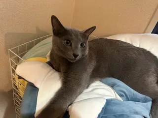 ショート アニメ,Vオタク× 即効痩せエステサロンのエステ・リラクイメージ