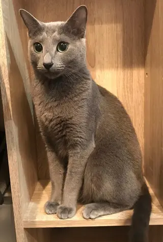 ショート カラー パーマ ヘアアレンジ メンズ キッズ ネイル マツエク・マツパ アイブロウ アニメ,Vオタク× 即効痩せエステサロンのエステ・リラクイメージ