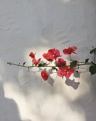 マツエク・マツパ Me time所属・Me time 南柏 SAORIのマツエク・マツパデザイン