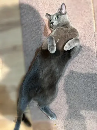 ショート カラー パーマ ヘアアレンジ メンズ キッズ ネイル マツエク・マツパ アイブロウ アニメ,Vオタク× 即効痩せエステサロンのエステ・リラクイメージ