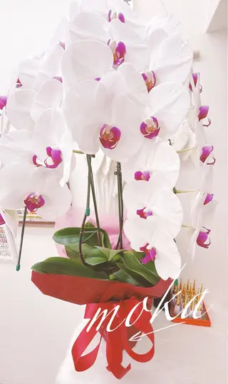 ネイル 胡蝶蘭レディーサロン NailMOKA所属・胡蝶蘭レディースサロ ンNailMOKAのネイルデザイン