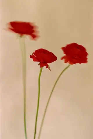 オト/レイヤー/ Wカラーのヘアスタイル