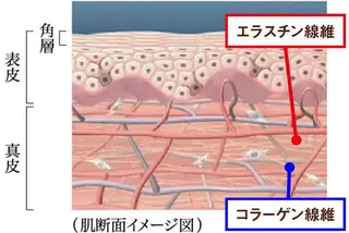ショート カラー パーマ ヘアアレンジ メンズ キッズ ネイル マツエク・マツパ Chloe-クロエ- 脱毛/フェイシャルのエステ・リラクイメージ